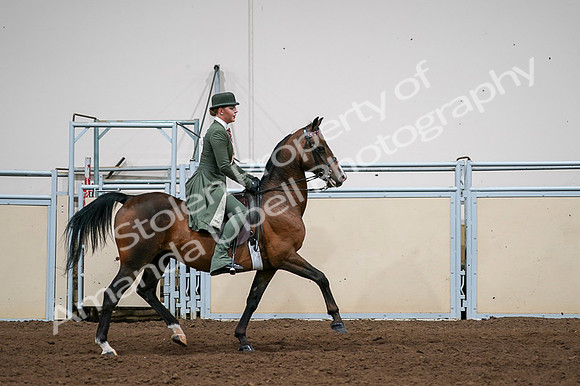 2020 - AB Morgan Horse - Fri, Sept 04 - 03386