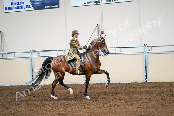 2020 - AB Morgan Horse - Sat, Sept 05 - 08190