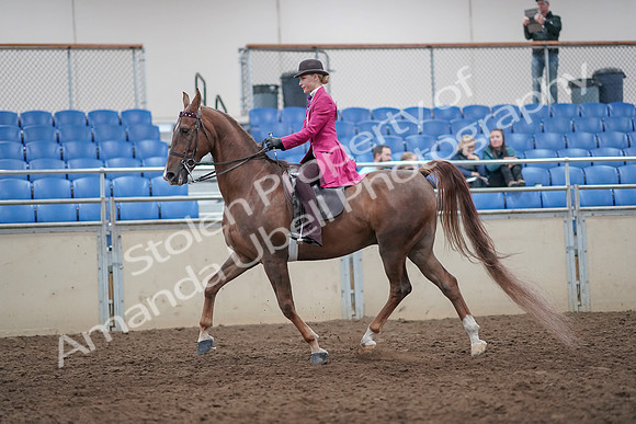 2019 Morgan Horse Show - Aug 31, 2019 - 08628