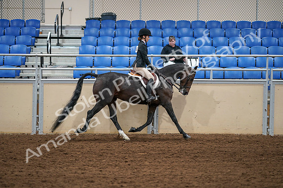 2020 - AB Morgan Horse - Fri, Sept 04 - 02160