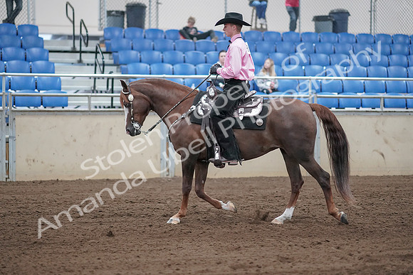 2019 Morgan Horse Show - Sept 01, 2019 - 06832