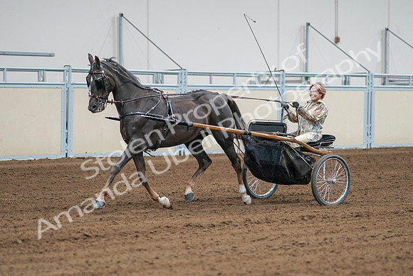 2020 - AB Morgan Horse - Sat, Sept 05 - 05996