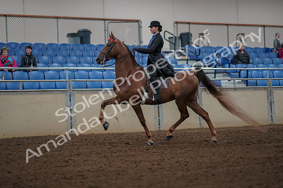 2019 Morgan Horse Show - Aug 30, 2019 - 25122