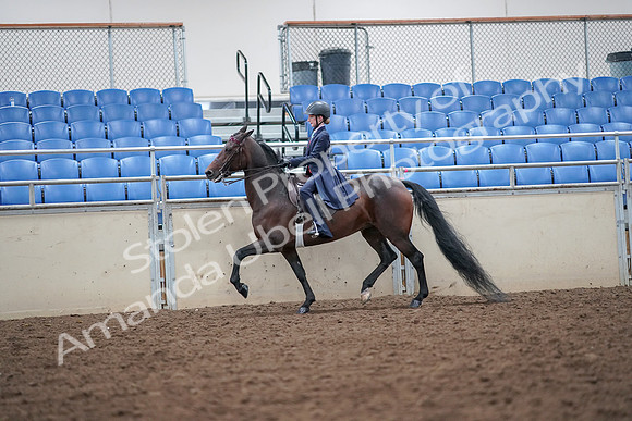 2019 Morgan Horse Show - Aug 30, 2019 - 17871