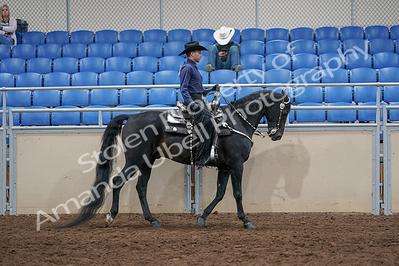 2020 - AB Morgan Horse - Sun, Sept 06 - 07535