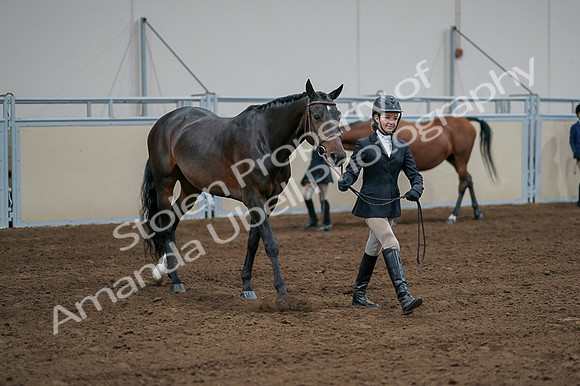 2020 - AB Morgan Horse - Fri, Sept 04 - 00819