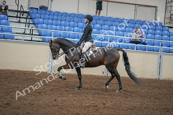 2020 - AB Morgan Horse - Fri, Sept 04 - 05842