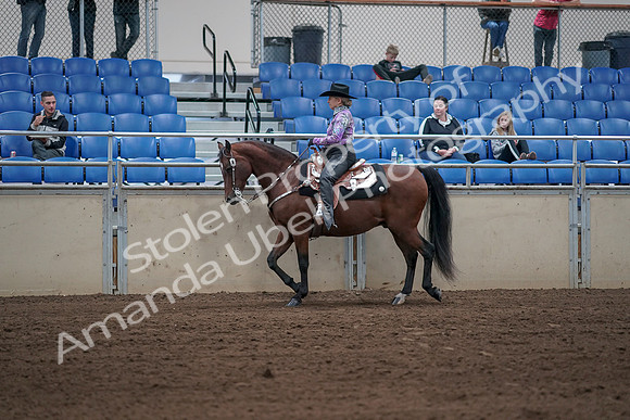 2019 Morgan Horse Show - Sept 01, 2019 - 06767