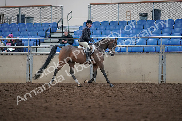2019 Morgan Horse Show - Aug 31, 2019 - 16177