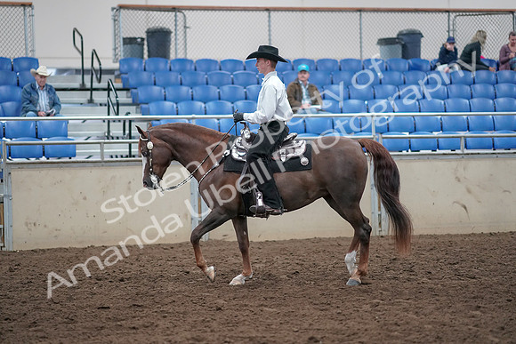 2019 Morgan Horse Show - Aug 31, 2019 - 14113