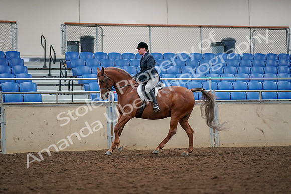 2019 Morgan Horse Show - Aug 30, 2019 - 22402