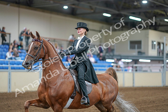 2020 - AB Morgan Horse - Fri, Sept 04 - 06996