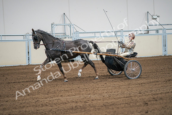 2020 - AB Morgan Horse - Sat, Sept 05 - 06021