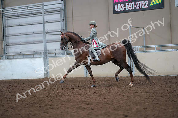 2019 Morgan Horse Show - Aug 30, 2019 - 18269