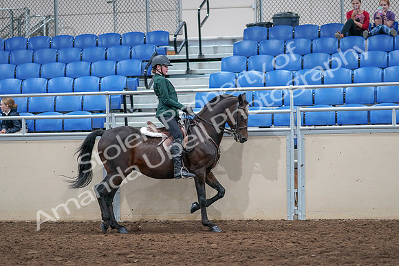 2020 - AB Morgan Horse - Sat, Sept 05 - 05170