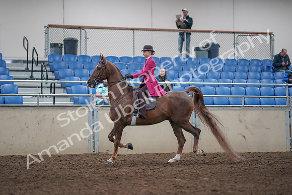 2019 Morgan Horse Show - Aug 31, 2019 - 08529