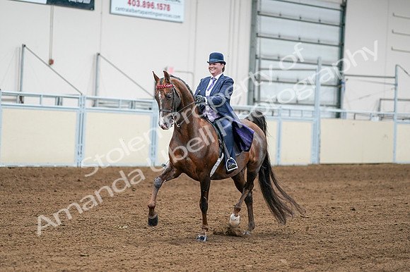 2020 - AB Morgan Horse - Fri, Sept 04 - 08192