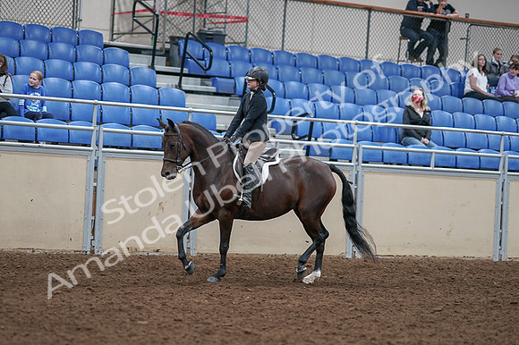 2020 - AB Morgan Horse - Fri, Sept 04 - 05898