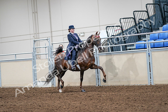 2020 - AB Morgan Horse - Fri, Sept 04 - 08072