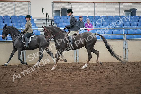 2019 Morgan Horse Show - Aug 30, 2019 - 20065