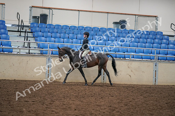 2019 Morgan Horse Show - Aug 30, 2019 - 12262