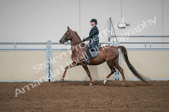 2020 - AB Morgan Horse - Fri, Sept 04 - 07990