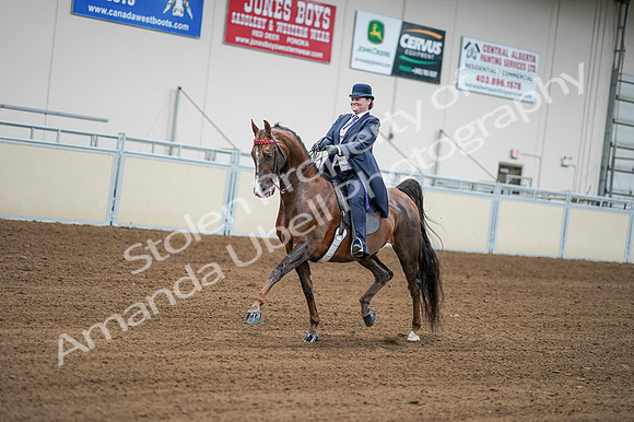 2020 - AB Morgan Horse - Fri, Sept 04 - 08201