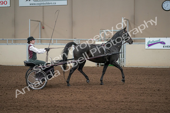 2019 Morgan Horse Show - Aug 31, 2019 - 04699