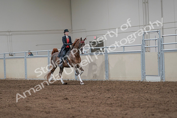 2020 - AB Morgan Horse - Fri, Sept 04 - 09844