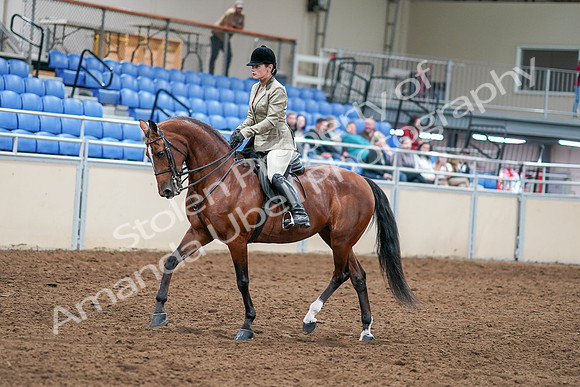 2020 - AB Morgan Horse - Sat, Sept 05 - 14357