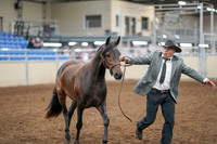 2020 - AB Morgan Horse - Sat, Sept 05 - 00727