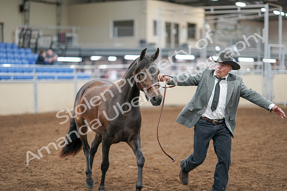 2020 - AB Morgan Horse - Sat, Sept 05 - 00727