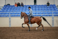 2020 - AB Morgan Horse - Fri, Sept 04 - 10351