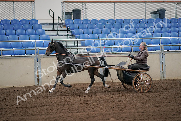 2019 Morgan Horse Show - Aug 30, 2019 - 13106