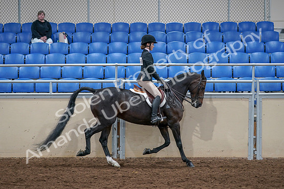 2020 - AB Morgan Horse - Fri, Sept 04 - 06048