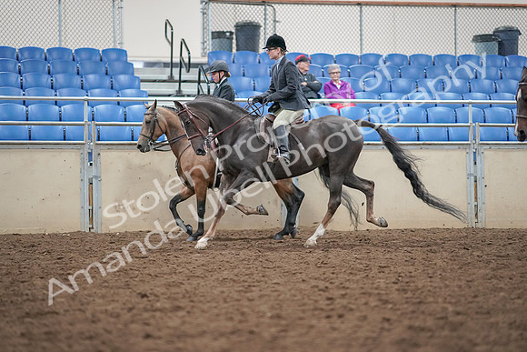 2019 Morgan Horse Show - Aug 30, 2019 - 20220