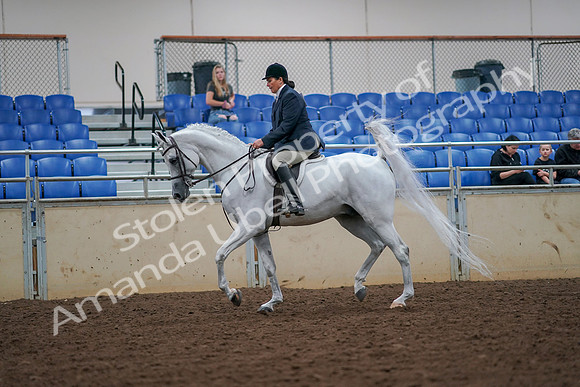 2019 Morgan Horse Show - Aug 30, 2019 - 17305