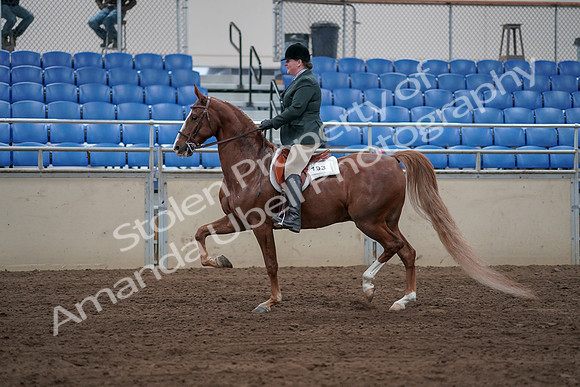 2019 Morgan Horse Show - Sept 01, 2019 - 12193