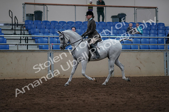 2019 Morgan Horse Show - Sept 01, 2019 - 08563