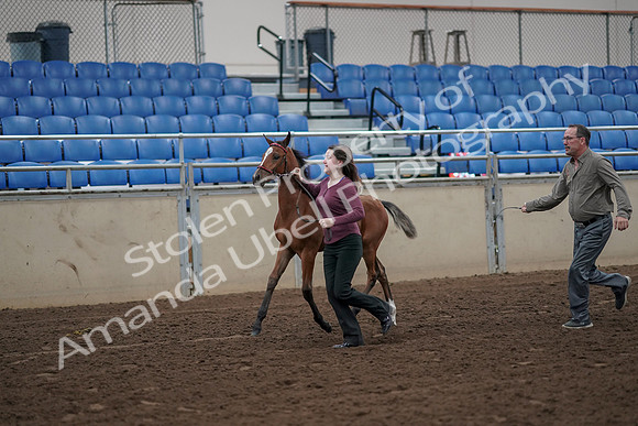 2019 Morgan Horse Show - Aug 31, 2019 - 00377
