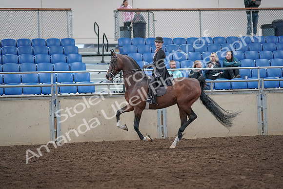 2019 Morgan Horse Show - Aug 31, 2019 - 08794