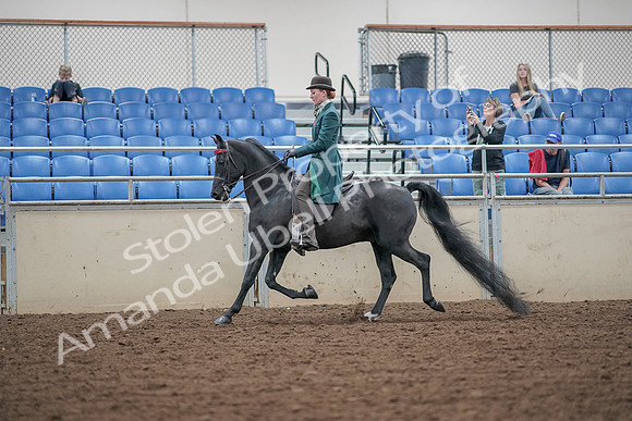 2019 Morgan Horse Show - Aug 30, 2019 - 15343
