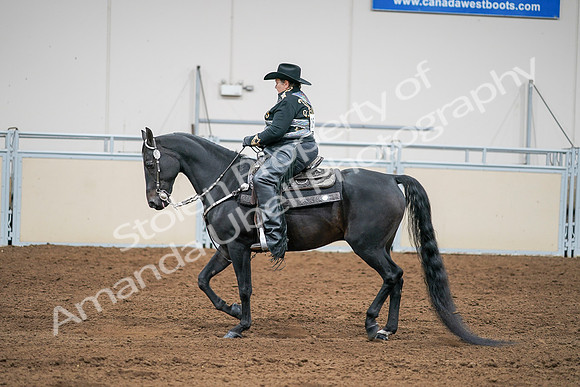 2020 - AB Morgan Horse - Sat, Sept 05 - 08967