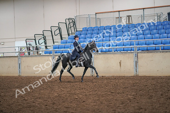 2019 Morgan Horse Show - Aug 30, 2019 - 12369