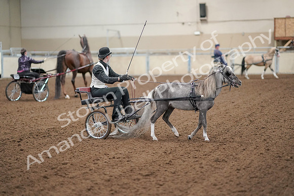 2019 Morgan Horse Show - Aug 30, 2019 - 13336