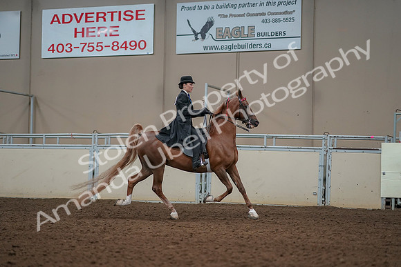 2019 Morgan Horse Show - Aug 30, 2019 - 25278