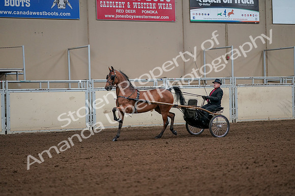2019 Morgan Horse Show - Aug 30, 2019 - 13050