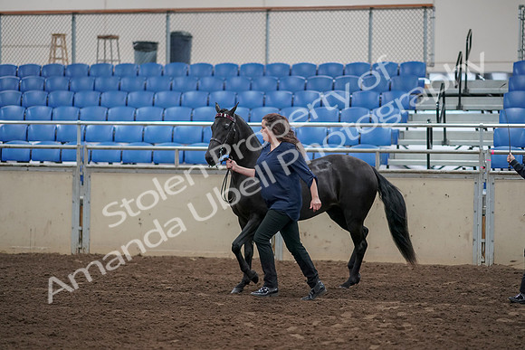 2019 Morgan Horse Show - Aug 31, 2019 - 00508