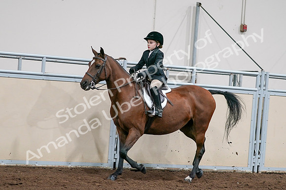 2020 - AB Morgan Horse - Fri, Sept 04 - 02051