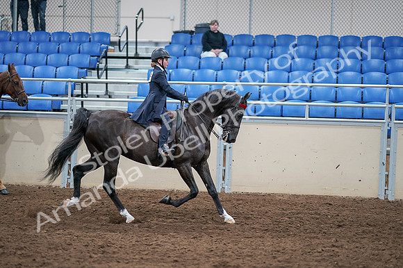 2020 - AB Morgan Horse - Fri, Sept 04 - 03167